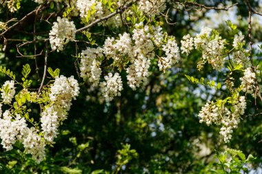 Beyaz akasya çiçek çekim (Robinia pseudoacacia). Akasya ağacı 