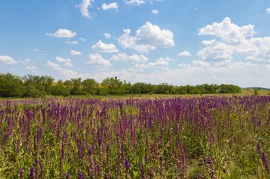 Çayır vahşi mor ada çayı çiçekler ile. Yaz manzara