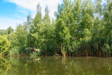 Yazın yeşil huş ağacında küçük sakin bir göl