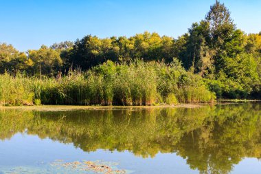 Güzel bir nehir, yeşil ağaçlar ve mavi gökyüzü olan yaz manzarası