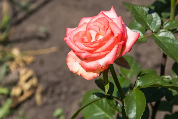 Hermosa rosa rosa en el macizo de flores en el jardín —  Fotos de Stock