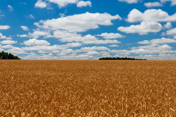 Campo de trigo dourado maduro — Fotografia de Stock