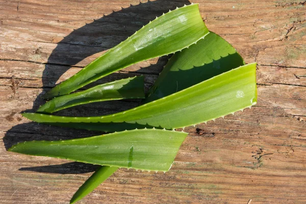 Foglie verdi di pianta di aloe vera su sfondo rustico in legno — Foto Stock