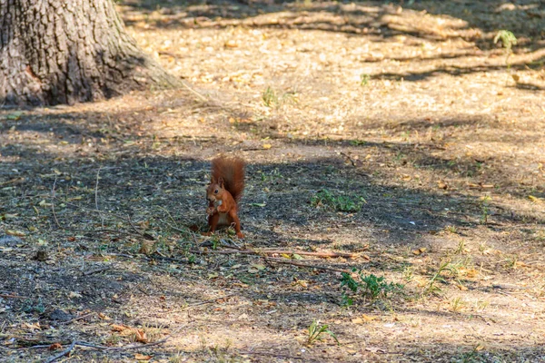 Kırmızı sincap veya Avrasya kırmızı sincap (Sciurus vulgaris) parkta — Stok fotoğraf