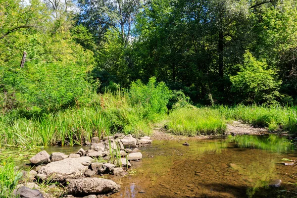 Small river in green forest at summer — Stock Photo, Image