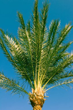 Mavi gökyüzü arka plan üzerinde palmiye ağacı. Vintage sesi