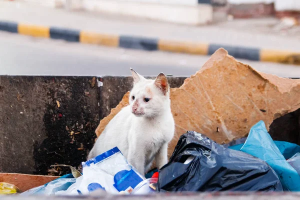 Hajléktalan utcai macska keres élelmiszer a szemetet tartályba. Fehér kóbor macska a garbage bin. Koncepció hajléktalan állatok védelme érdekében — Stock Fotó