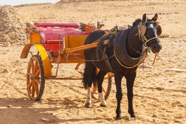 Carro da cavallo nel deserto — Foto Stock