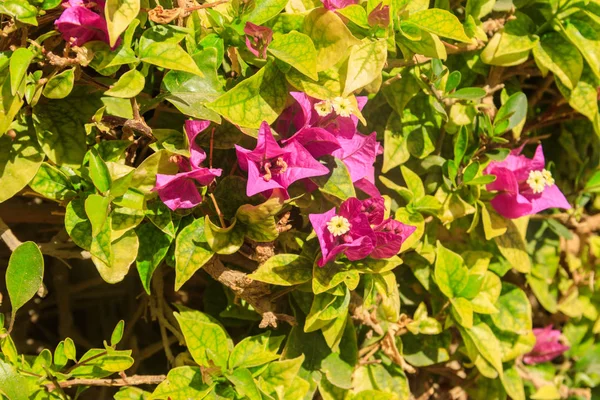 Beautiful blooming bougainvillea in garden — Stock Photo, Image