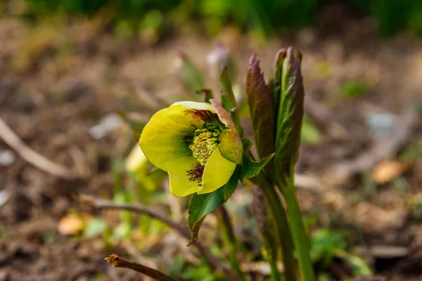 Zöld Hellebore virág virágágyás kertben — Stock Fotó