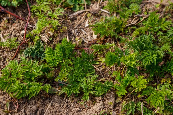 Yeşil baldıran otu benekli bitkiler (Conium Maculatum) — Stok fotoğraf