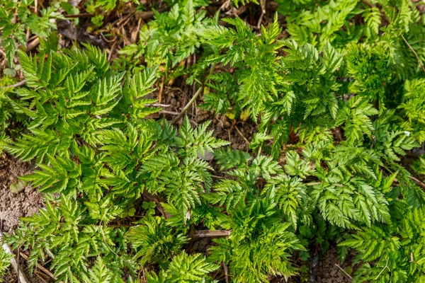 Yeşil baldıran otu benekli bitkiler (Conium Maculatum) — Stok fotoğraf