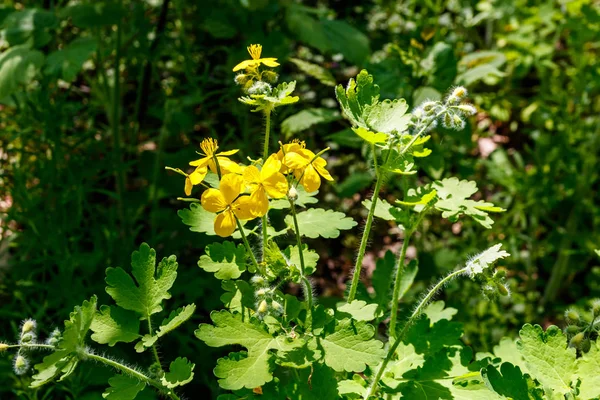 Flores de celandine amarelo na floresta. Chelidonium majus, (vulgarmente conhecido como celandina maior, nipplewort, andorinha, ou tetterwort ) — Fotografia de Stock