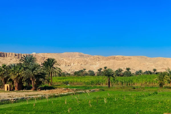 Bördiga stranden av Nilen. Dalen av floden Nilen. Palmer och fält på Nilen riverside i Egypten — Stockfoto