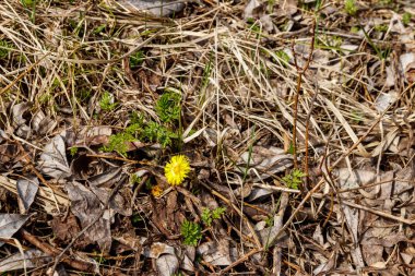 Çayır üzerinde Coltsfoot çiçeği (Tussilago farfara)
