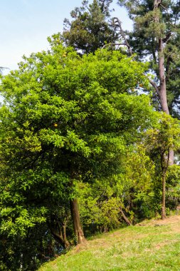 Bahçede olgun meyve ile güzel narenciye ağacı