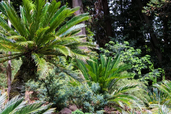 Cycas revoluta (sago palm, king sago, sago cycad, Japanese sago palm) dans le jardin botanique — Photo
