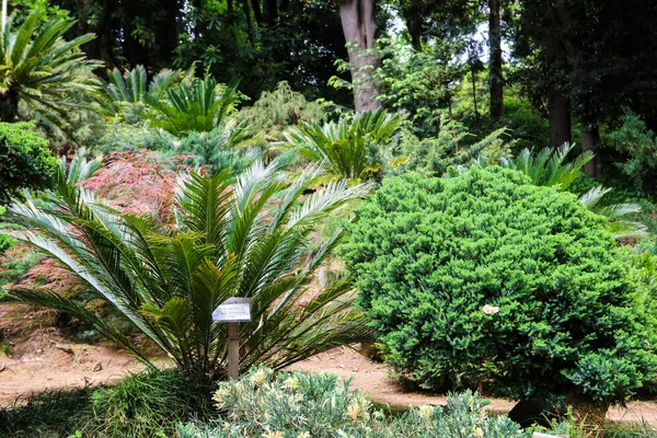 Cycas revoluta (sago palm, koning sago, sago palmvarens, Japanse sago palm) in de botanische tuin — Stockfoto