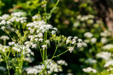 Su baldıranı (Conium maculatum) çiçekleri