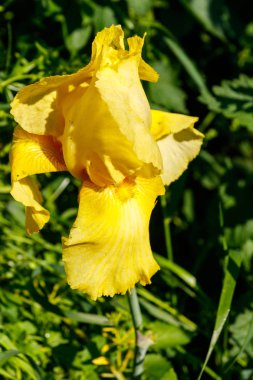 Bahçedeki çiçek tarhında güzel bir iris çiçeği