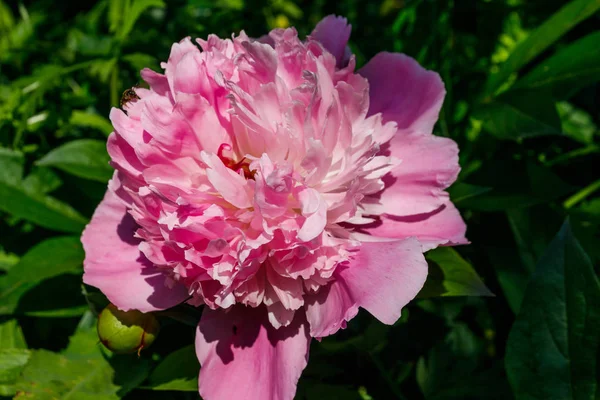 Peônia rosa no jardim — Fotografia de Stock