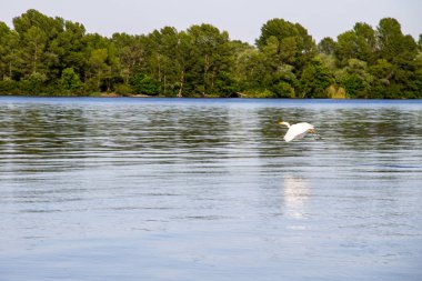 Dinyeper Nehri üzerinde uçuş küçük egret veya beyaz balıkçıl (Egretta garzetta)