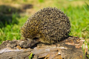 Genç dikenli kirpi kütüğün üzerinde