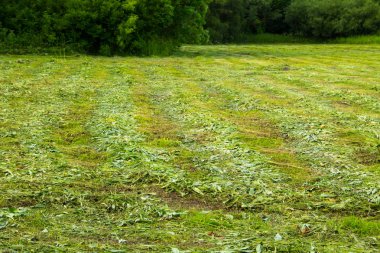 Taze mowed çayır saman satırlarla