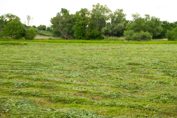 Taze mowed çayır saman satırlarla — Stok fotoğraf