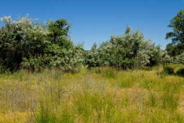 Yaz, yatay, yeşil ağaçlar, çayır ve mavi gökyüzü