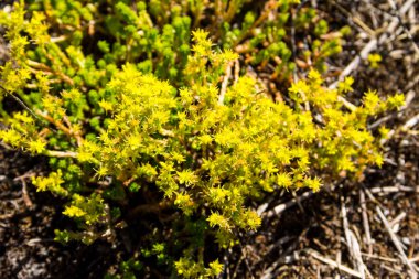 Çayırdaki Goldmoss Taş Devri (Sedum Dönümü) çiçekleri