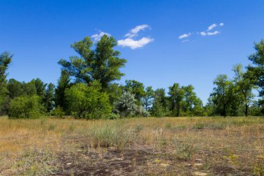 Yaz, yatay, yeşil ağaçlar, çayır ve mavi gökyüzü