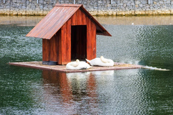 都市公園内の湖に白鳥のための木造住宅 — ストック写真