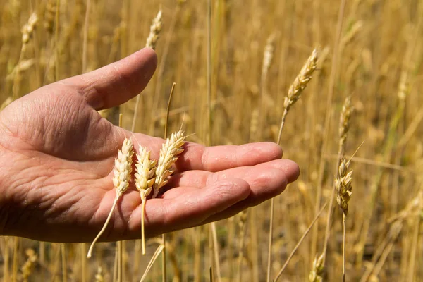 Erkek el altın buğday kulak buğday alanında tutarak