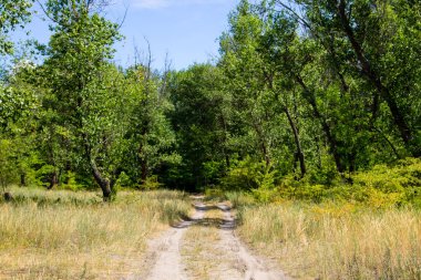 Kirli kırsal yol yaz yeşil orman