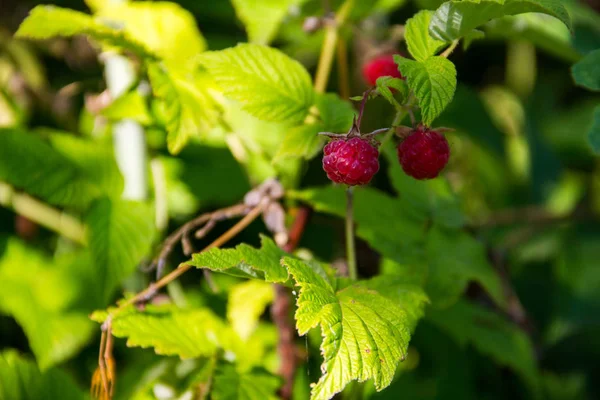 Reife Himbeeren auf einem Busch im Garten — Stockfoto