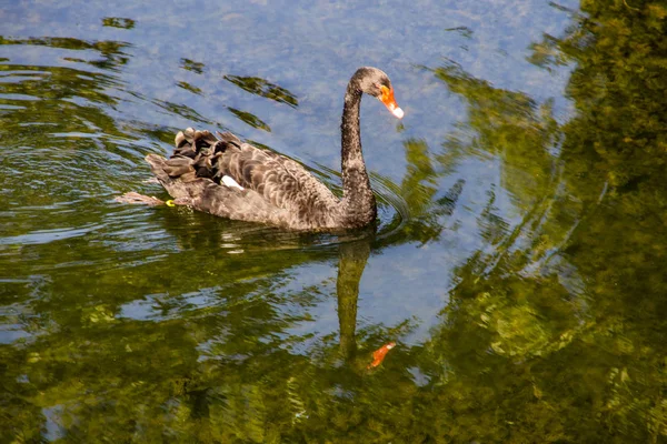 Černá labuť plovoucí na hladině jezera — Stock fotografie