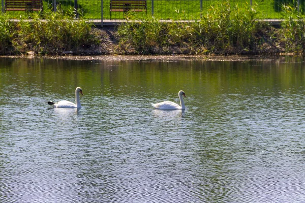 Paar weißer Schwäne, die auf dem See treiben — Stockfoto