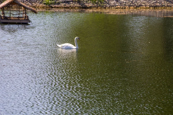 Cisne blanco flotando en el lago —  Fotos de Stock