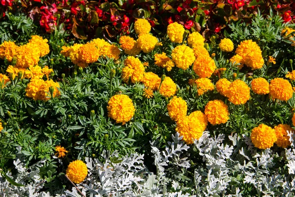 A virágágyásba mexikói marigolds (Tagetes erecta növények, azték körömvirág) — Stock Fotó