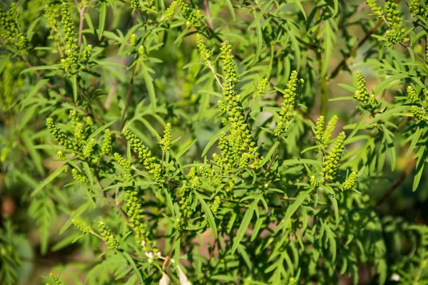 Ragweed plants (Ambrosia artemisiifolia) causing allergy — Stock Photo, Image