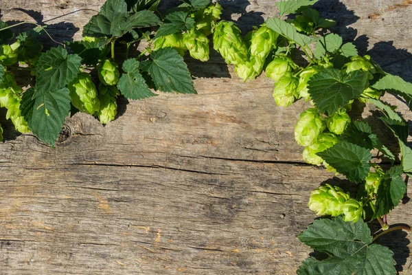 Hoppa kottar på rustika trä bakgrund. Ingrediens för att tillverka öl. Ovanifrån med kopia utrymme — Stockfoto