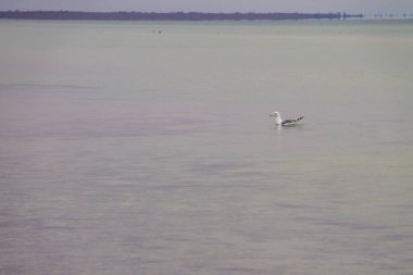 Deniz yüzeyinde yüzen martı.