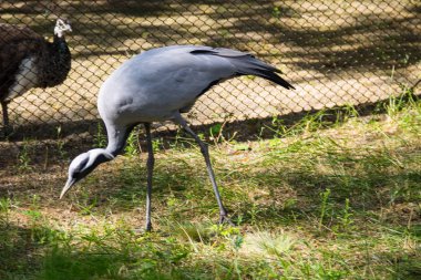 telli turna (Grus Başak)