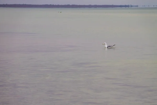 Gaviota nadando en superficie marina — Foto de Stock