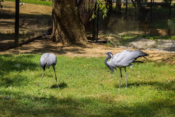 Demoiselle crane (Grus virgo) — Stockfoto