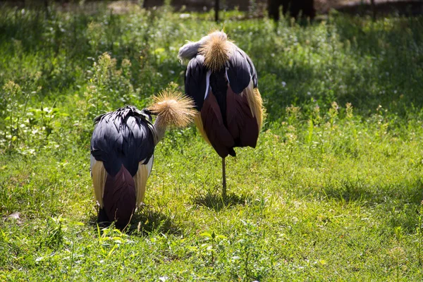 Gru a due corone grigie (Balearica Regulorum ) — Foto Stock