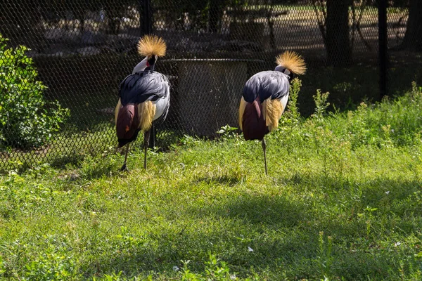 Zwei Graukronenkraniche (balearica regulorum)) — Stockfoto