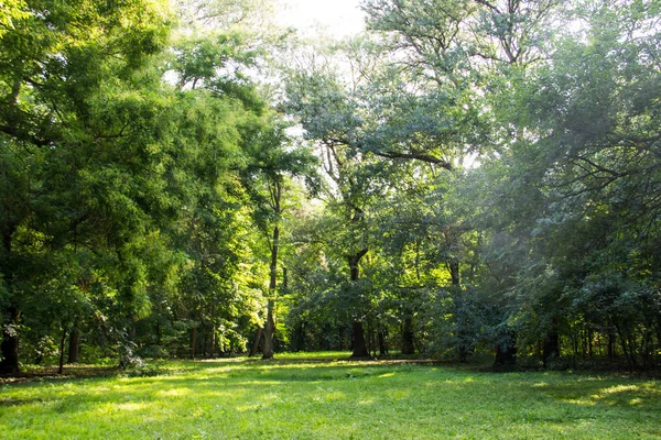 View of the dendrological garden in Askania-Nova reserve, Ukraine — Stock Photo, Image