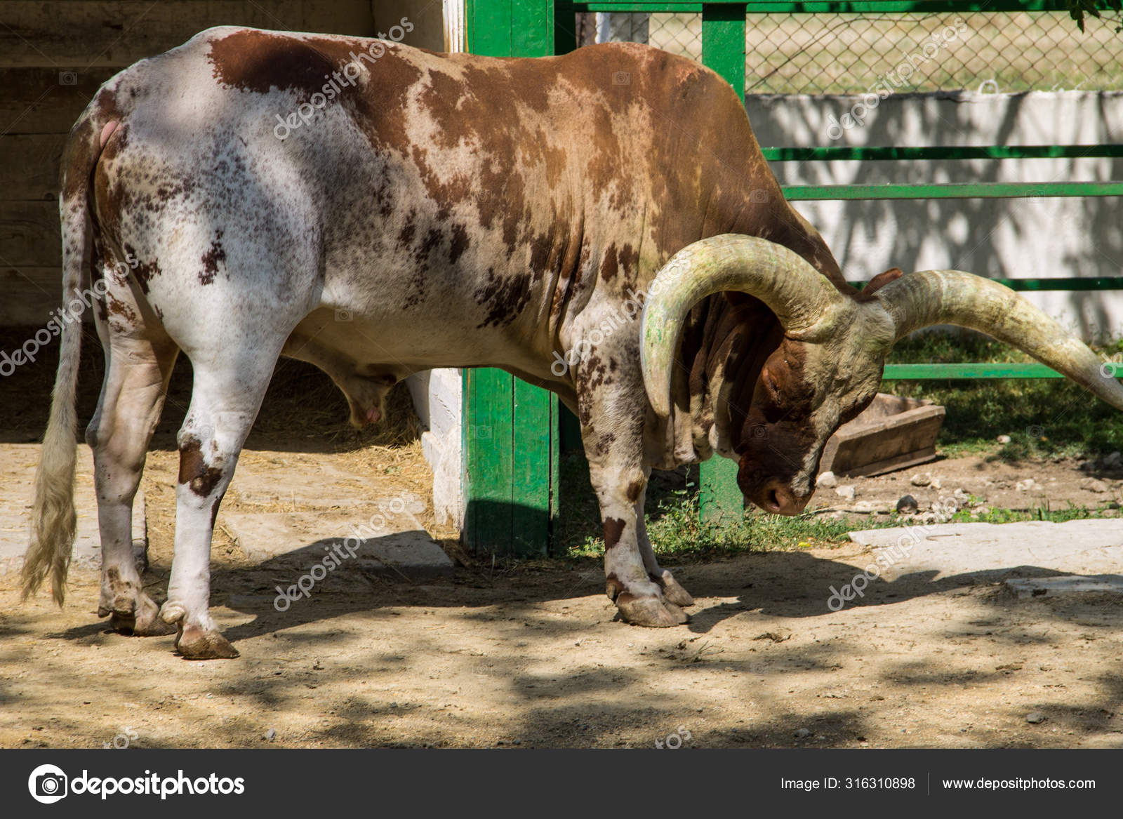 Ankole Watusi Cattle Bos Taurus Macroceros Stock Photo Image By C Olyasolodenko